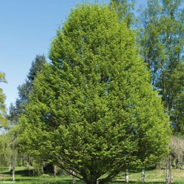 Hainbuche Fastigiata - Carpinus betulus