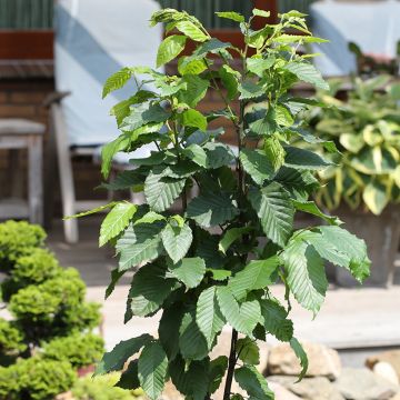 Hainbuche Fastigiata Monument - Carpinus betulus