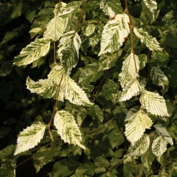 Hainbuche Foliis Argenteovariegatis Pendula - Carpinus betulus