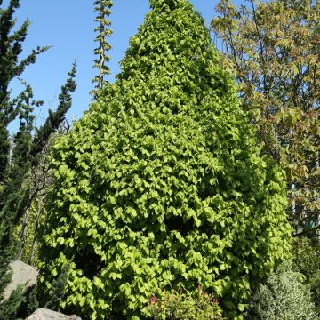 Carpinus betulus Globus - Charme commun globuleux