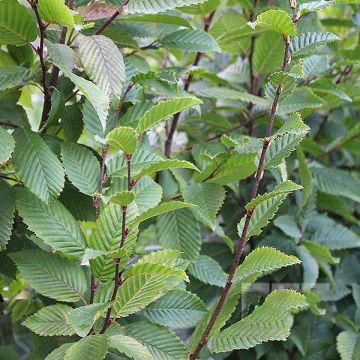 Hainbuche Lucas - Carpinus betulus