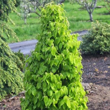 Hainbuche Monumentalis - Carpinus betulus