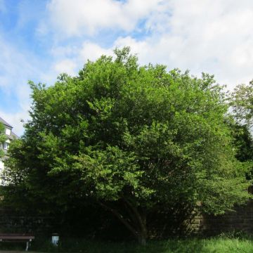 Hainbuche Quercifolia - Carpinus betulus