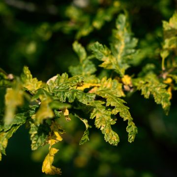 Hainbuche Quercifolia - Carpinus betulus