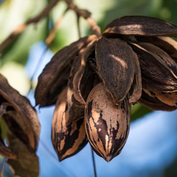 Carya illinoinensis Choctaw - Noix de Pécan - Pacanier