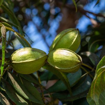 Carya illinoinensis Delmas - Noix de Pécan - Pacanier