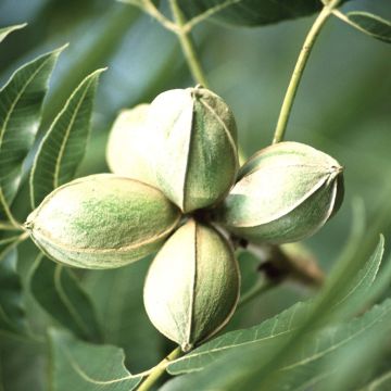 Pekannuss - Carya illinoinensis