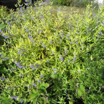 Bartblume Worcester Gold - Caryopteris clandonensis