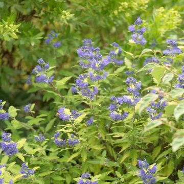 Bartblume Good as Gold - Caryopteris clandonensis