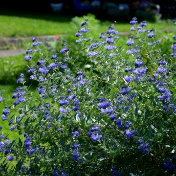 Bartblume Heavenly Blue - Caryopteris clandonensis