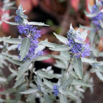 Bartblume Sterling silver - Caryopteris clandonensis