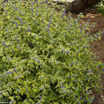 Bartblume Summer Sorbet - Caryopteris clandonensis