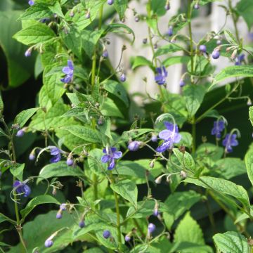 Caryopteris divaricata -  Spirée bleue