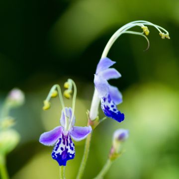 Caryopteris divaricata - Bartblume