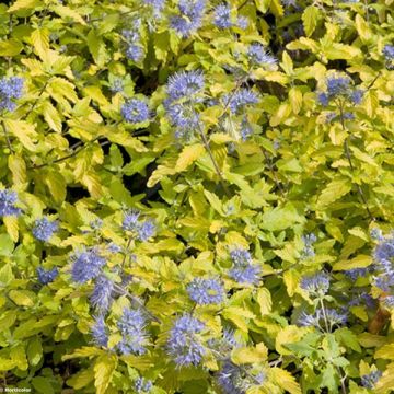 Caryopteris incana Sunshine Blue - Bartblume