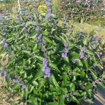 Bartblume Blue Fountain - Caryopteris clandonensis