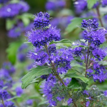 Bartblume Blauer Spatz - Caryopteris clandonensis