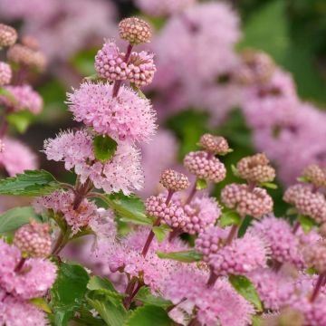 Bartblume Camara Pink - Caryopteris clandonensis