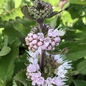 Bartblume Pavilion Pink - Caryopteris clandonensis