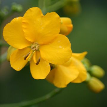 Cassia floribunda - Senné