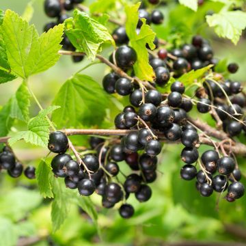 Cassissier Delbard Robusta - Ribes nigrum