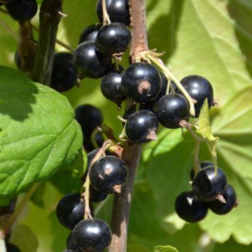 Schwarze Johannisbeere Perles d'Auvergne 'delcaresnoi'