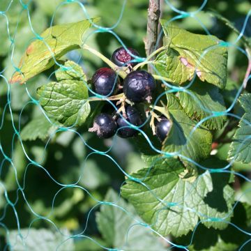 Schwarze Johannisbeere - Ribes nigrum