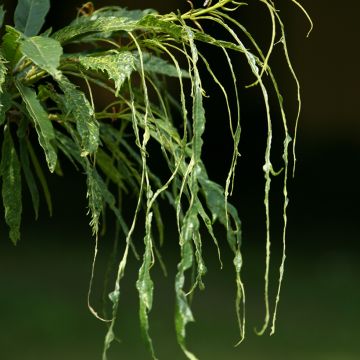 Castanea sativa Aspleniifolia - Echte Kastanie