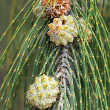 Casuarina equisetifolia - Schachtelhalmblättrige Kasuarine