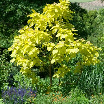 Trompetenbaum Aurea - Catalpa bignonioides