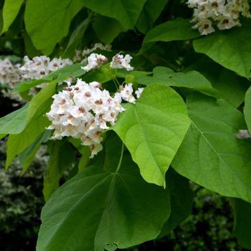 Trompetenbaum - Catalpa bignonioides