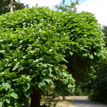 Trompetenbaum Nana - Catalpa bignonioides