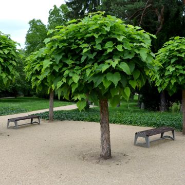 Trompetenbaum Nana - Catalpa bignonioides