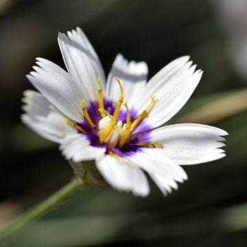 Catananche caerulea Alba - Cupidone blanche