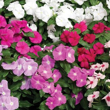 Rosafarbene Catharanthe Cora Cascade Mix - Catharanthus