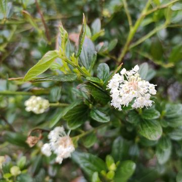 Kalifornischer Flieder Snow Flurries - Ceanothus thyrsiflorus