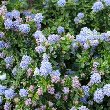 Säckelblume Blue Mound - Ceanothus