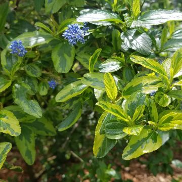 Kalifornischer Flieder El Dorado - Ceanothus thyrsiflorus