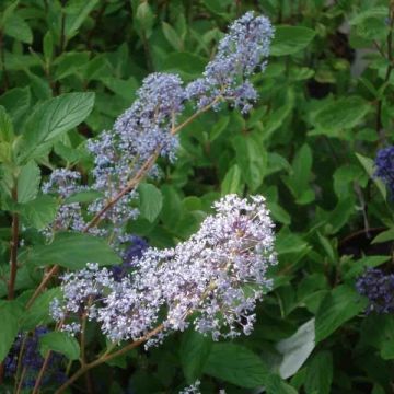 Säckelblume Gloire de Versailles - Ceanothus delilianus