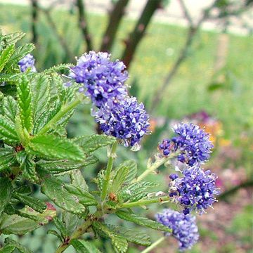 Säckelblume Blue Diamond - Ceanothus