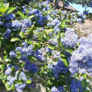 Säckelblume Trewithen Blue - Ceanothus arboreus