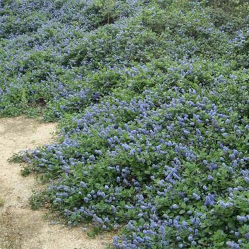 Säckelblume Yankee Point - Ceanothus griseus var. horizontalis