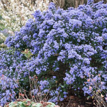 Säckelblume Puget Blue - Ceanothus impressus