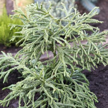 Cryptomeria japonica Spiralis