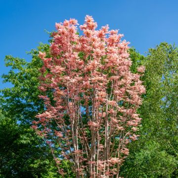 Toona sinensis Flamingo - Chinesischer Surenbaum