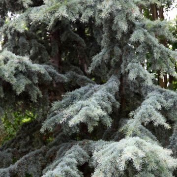 Cedrus deodara Karl Fuchs - Himalaya-Zeder