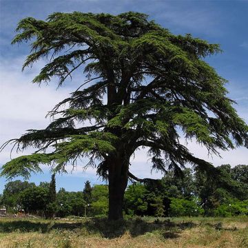 Cedrus libani - Libanon-Zeder