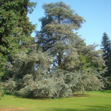 Cedrus libani subsp. atlantica Glauca - Atlas-Zeder