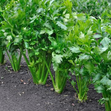 Céleri branche d'Elne - Apium graveolens