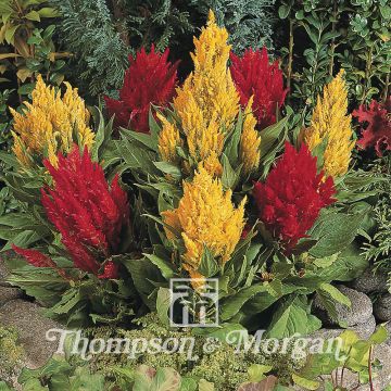 Celosia argentea var. plumosa Fresh look Red & Yellow (Samen) - Silber-Brandschopf